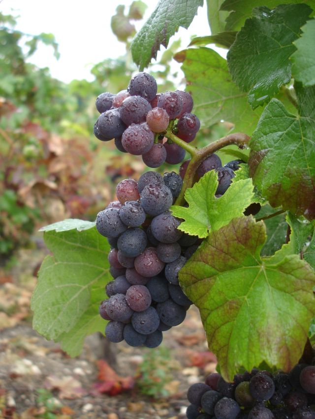 Grapes-in-the-rain-11th-sept