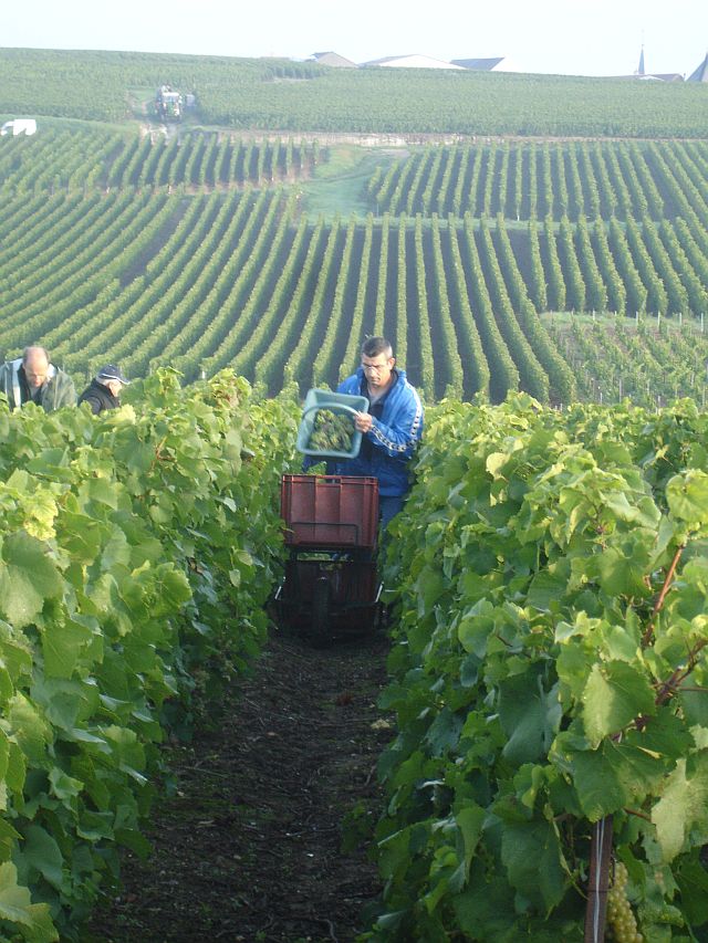 Carrying the newly cut grapes