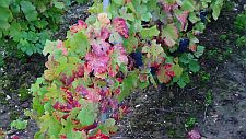 Multi-colours-on-the-vines225