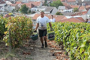 Harvesting-above-Verzenay2-300