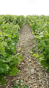 Incredibly-stony-ground-in-Celles-sur-Ource-Cte-des-Bars300