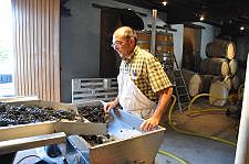 Erick-checking-the-grapes225