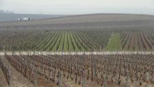 View-of-pruned-vines225