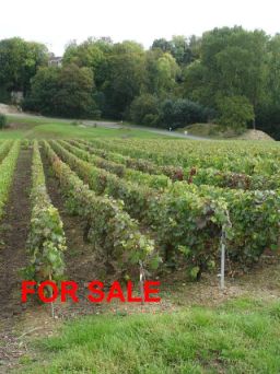 Vines For Sale