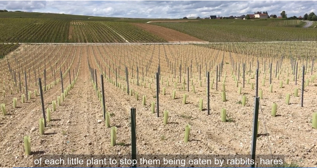 Balades dans les Vignes 3 cover image