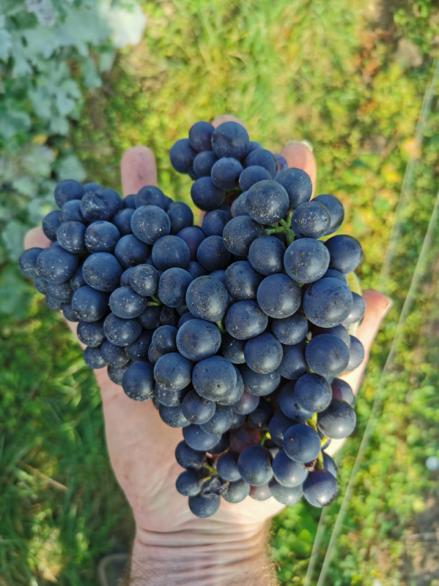 Big bunches reduced