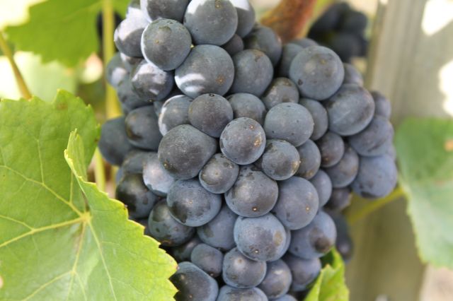 Bunch of Pinot Noir