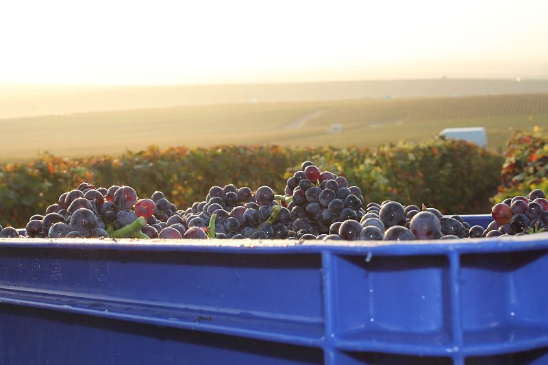 Case of Grapes and background800