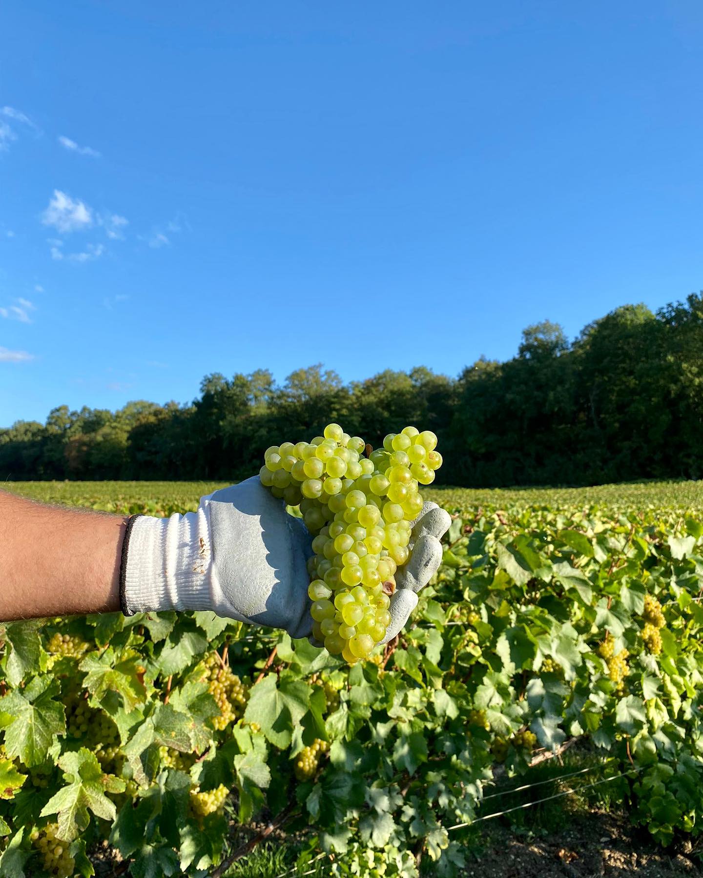 Chardonnay