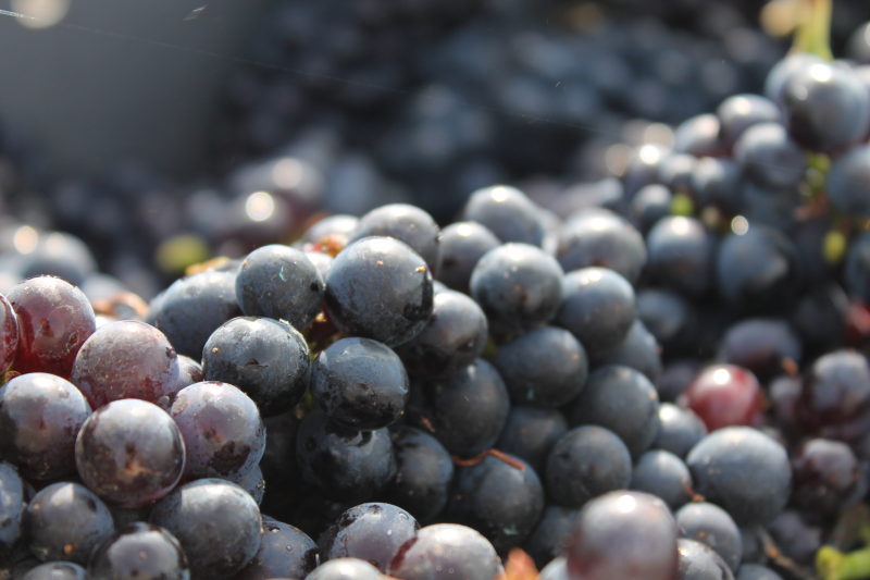 Grapes