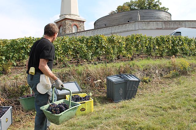 Harvesting at Jacques Rousseaux1