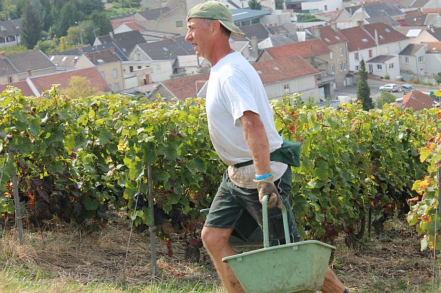 Harvesting above Verzenay