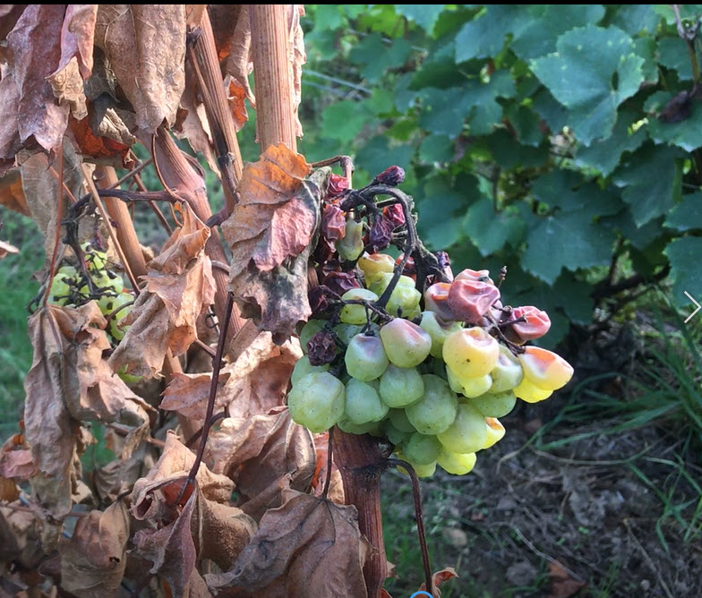More bad Chardonnay