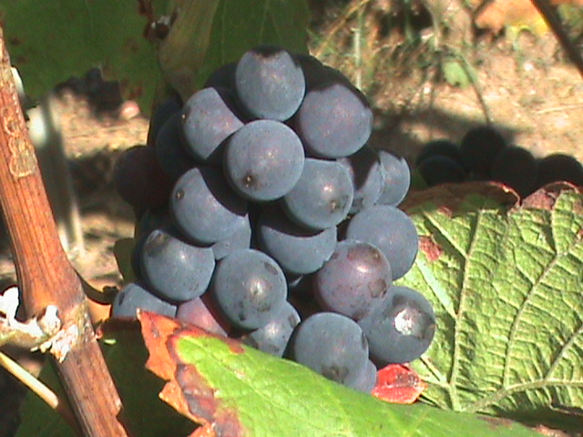 Ripe Grapes