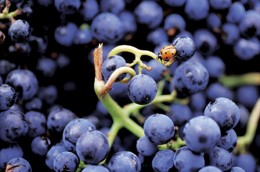 Ripe grapes