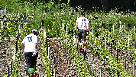 Social distancing in the vineyards