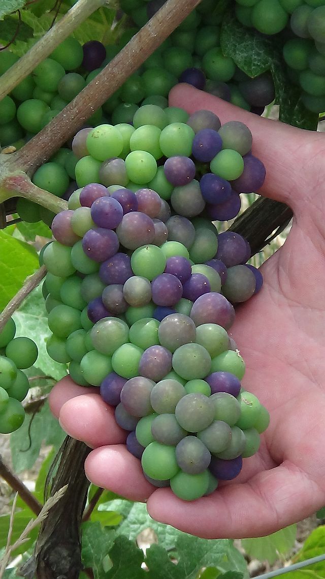 Veraison at Mousse 640