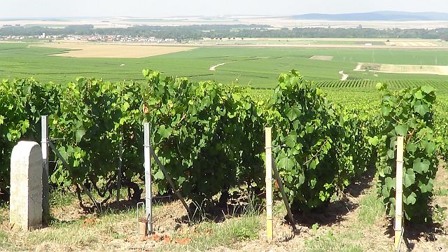View from Verzy over the plain of Champagne