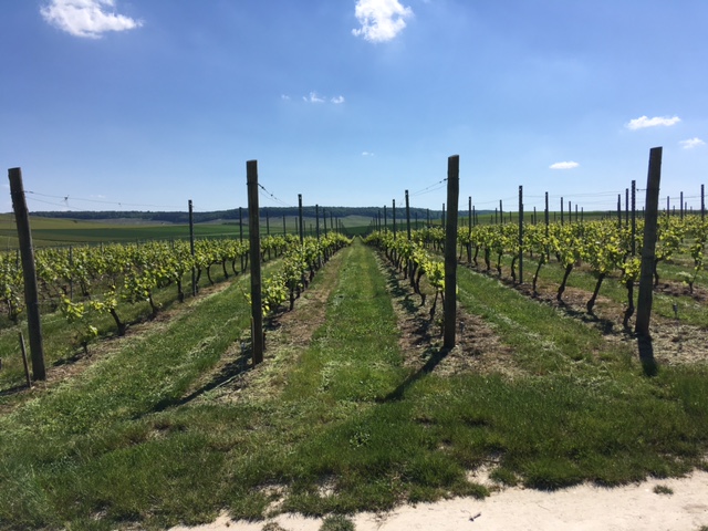 Vignes semi larges
