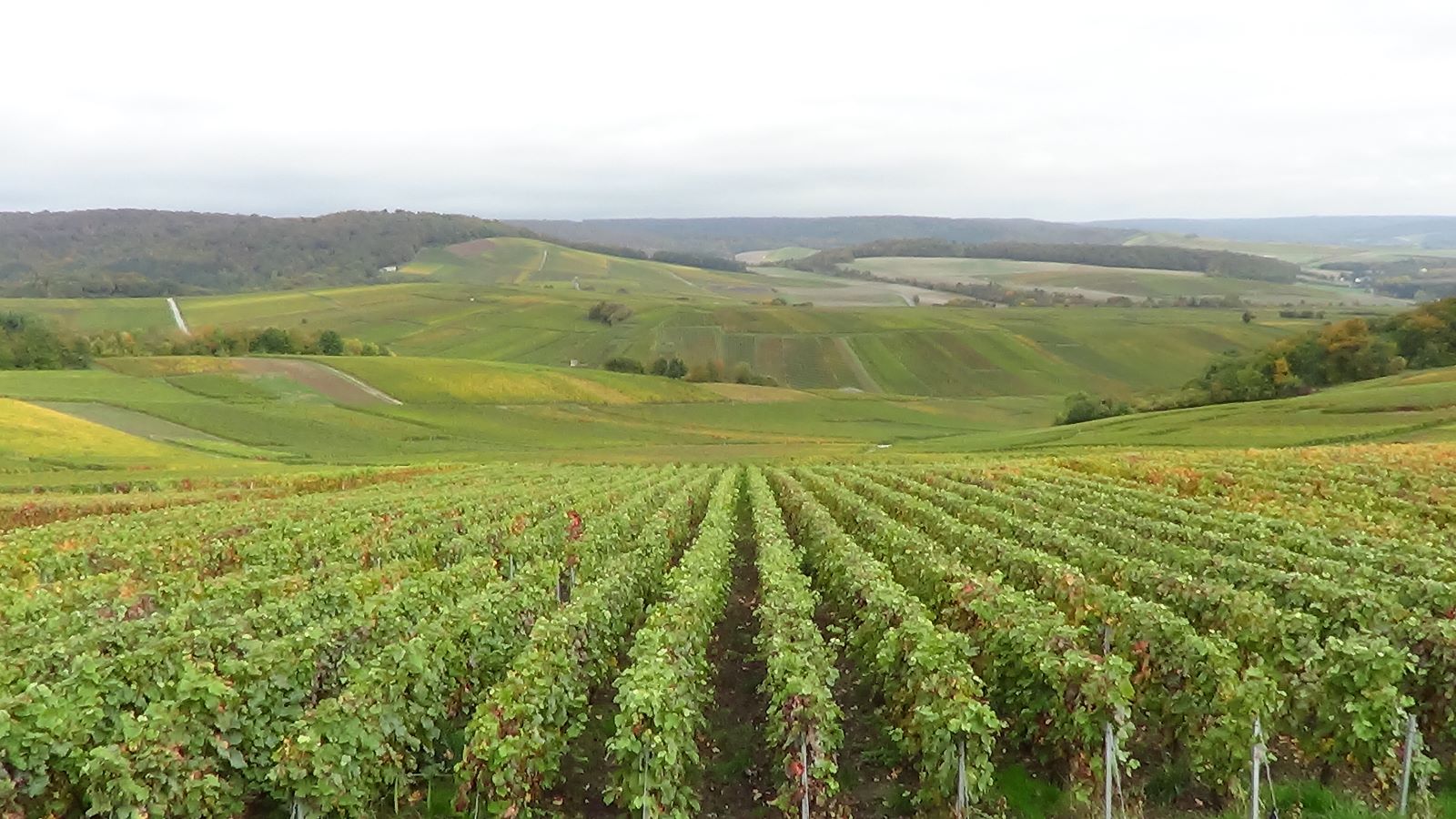 Vineyard view
