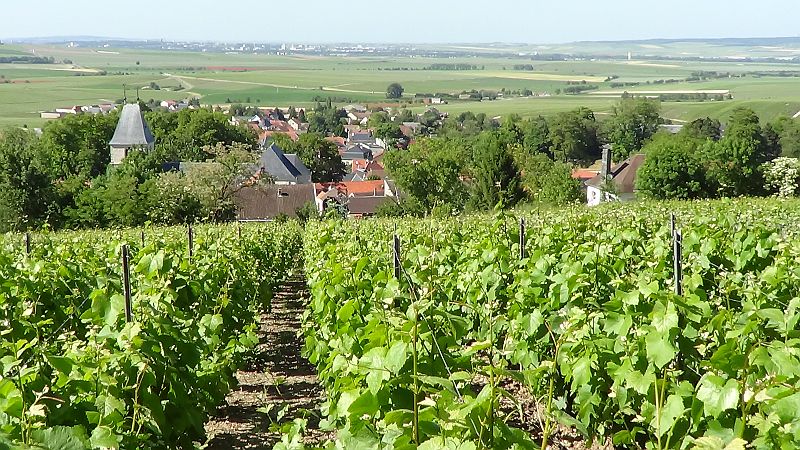 Vineyards
