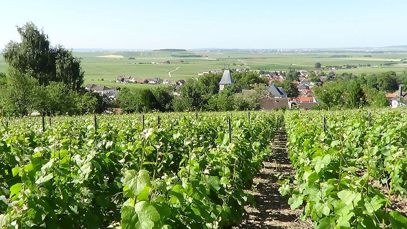 Want to buy a vineyard
