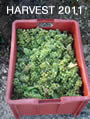 Champagne Harvest 2011 Blog
